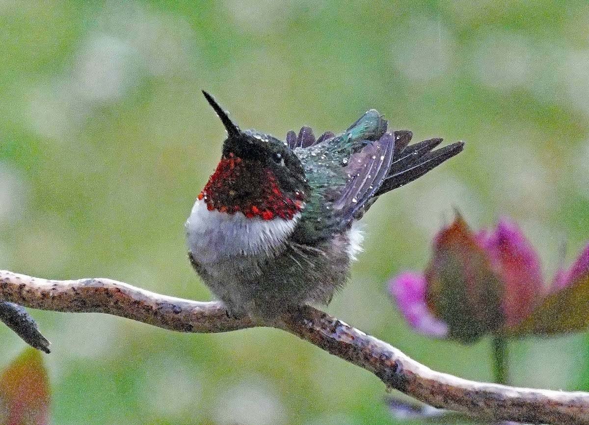10 Super Cute Hummingbird Moments and Stories