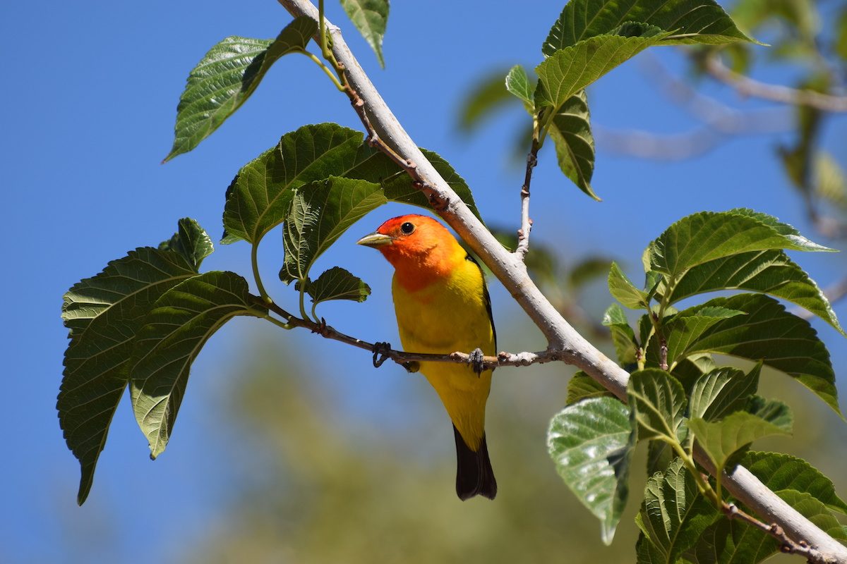 Meet the Western Tanager: A Sunset-Colored Songbird