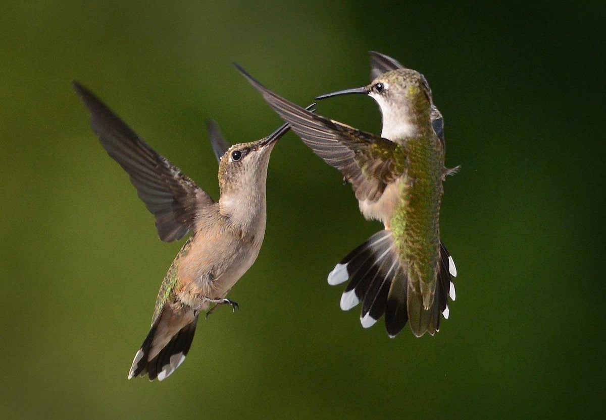 Can Hummingbirds Even Fly Backwards?