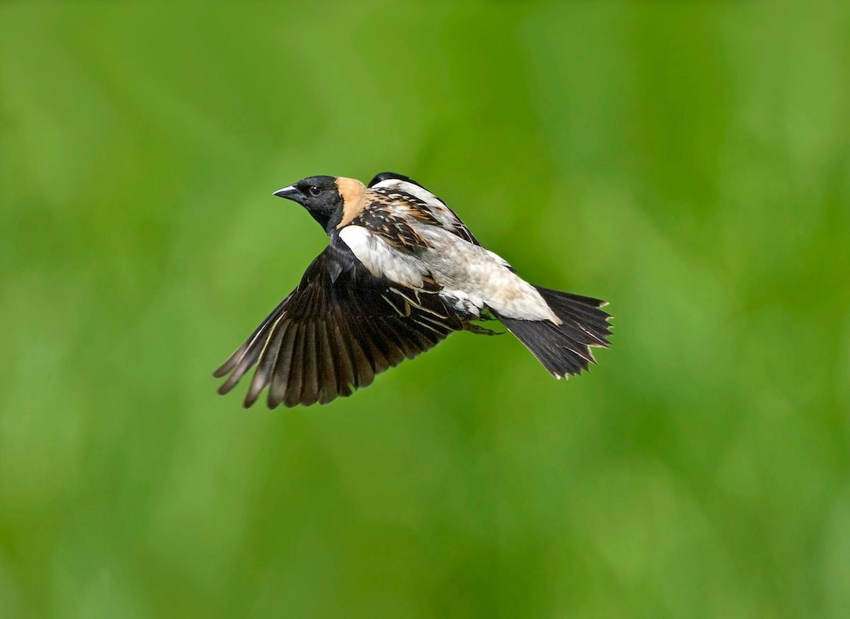 Music in Motion: Birds That Sing While Flying