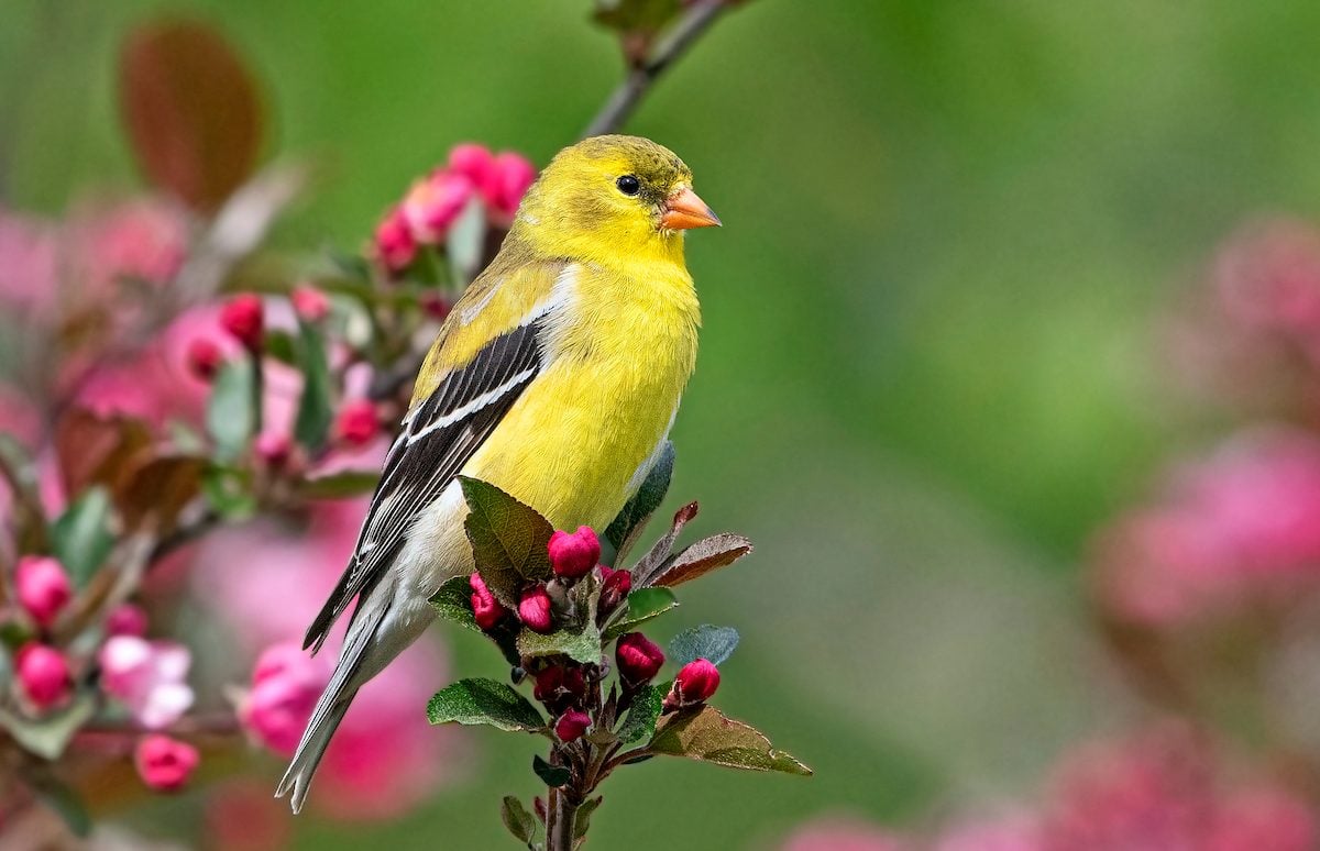 Finches and Buntings - Birds and Blooms