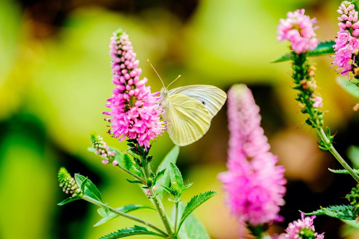 Edible Plants that Feed Pollinators, Too