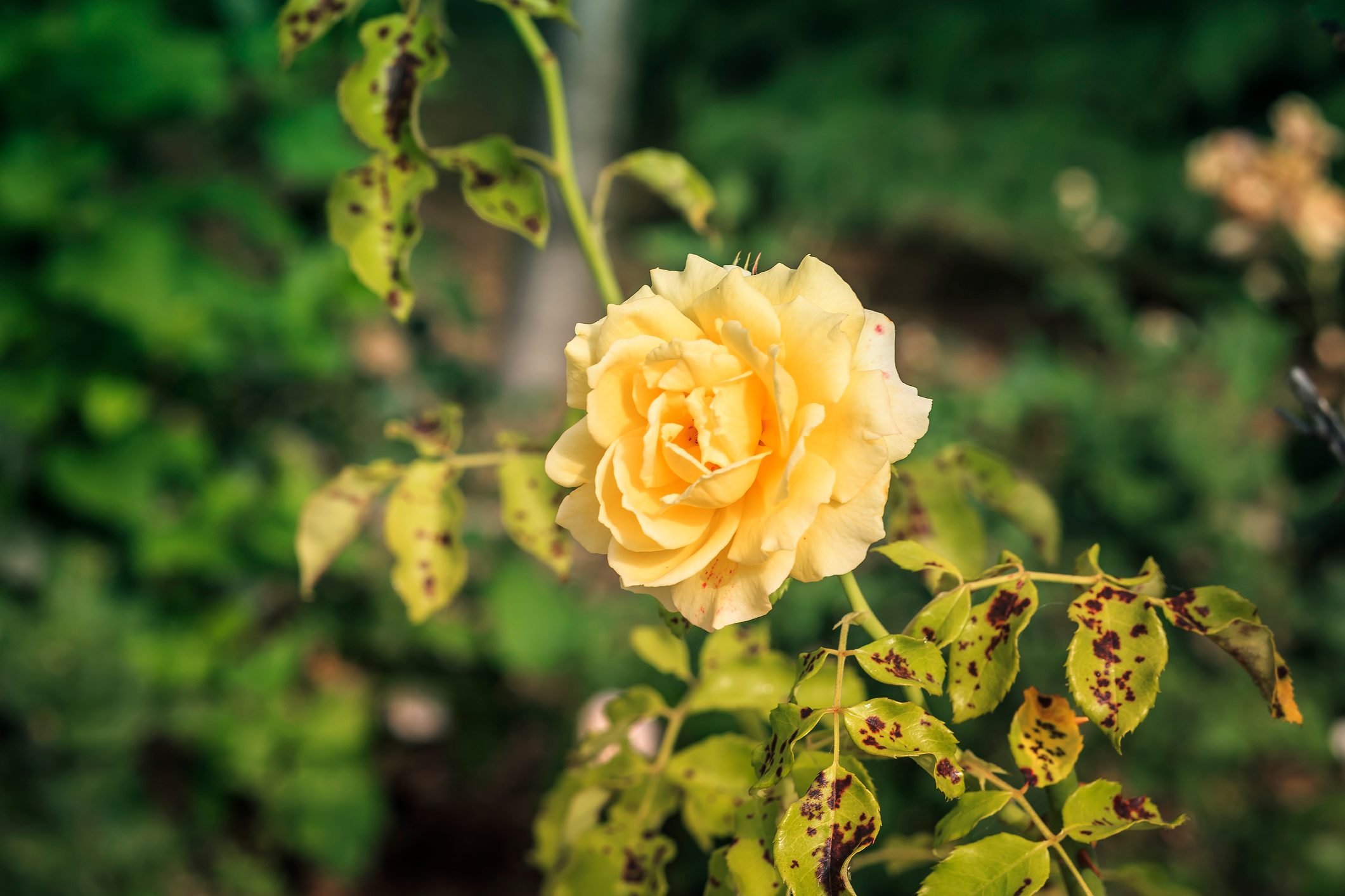How to Treat Black Spot and Rose Rosette Disease