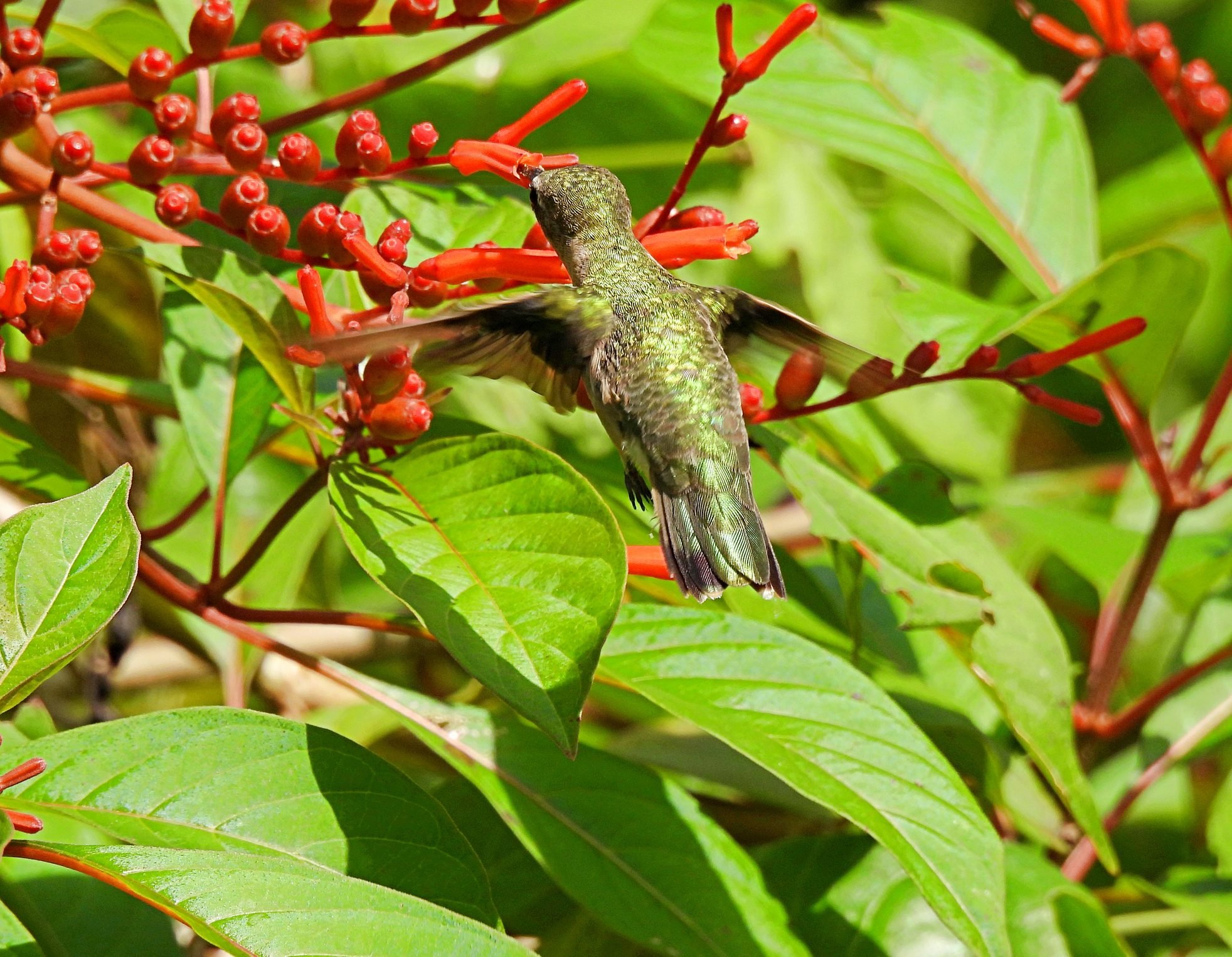 Plant Native Firebush to Attract Hummingbirds