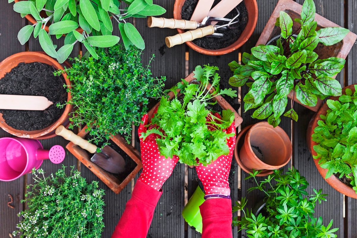 How to Grow a Container Garden for Herbs