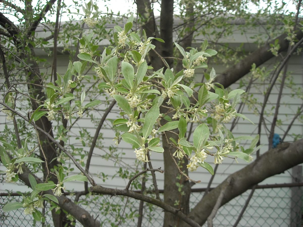 Don't Grow an Invasive Russian Olive Tree in Your Yard