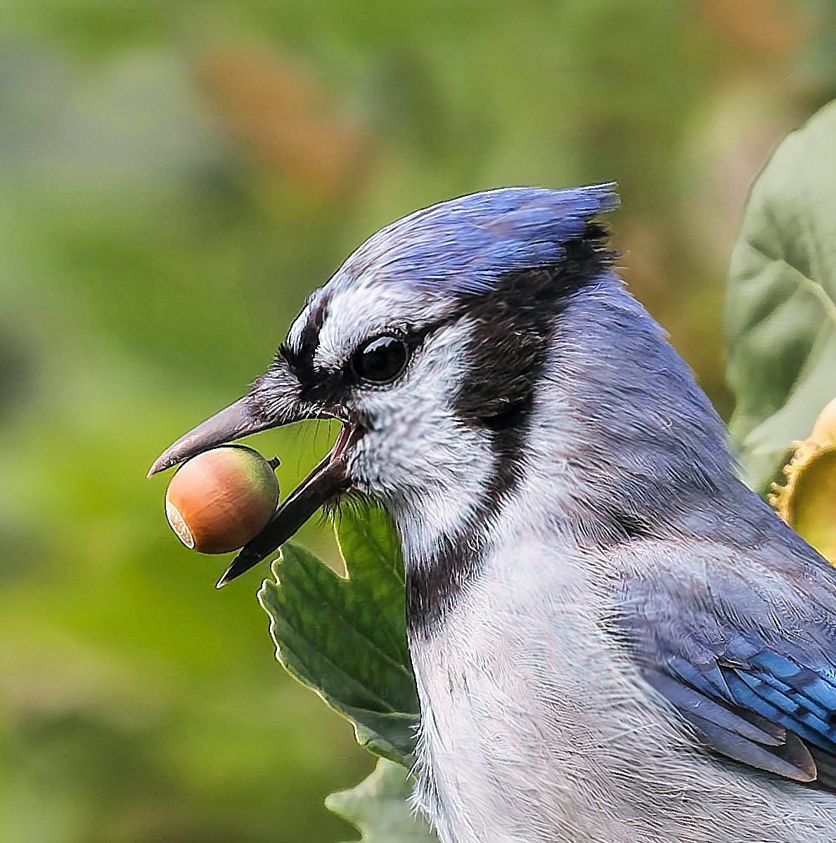 Blue Jay Birds: Identification & Information-Wild Birds: Pet Central Supply  - Pet Central Supply & Pet Care Tips