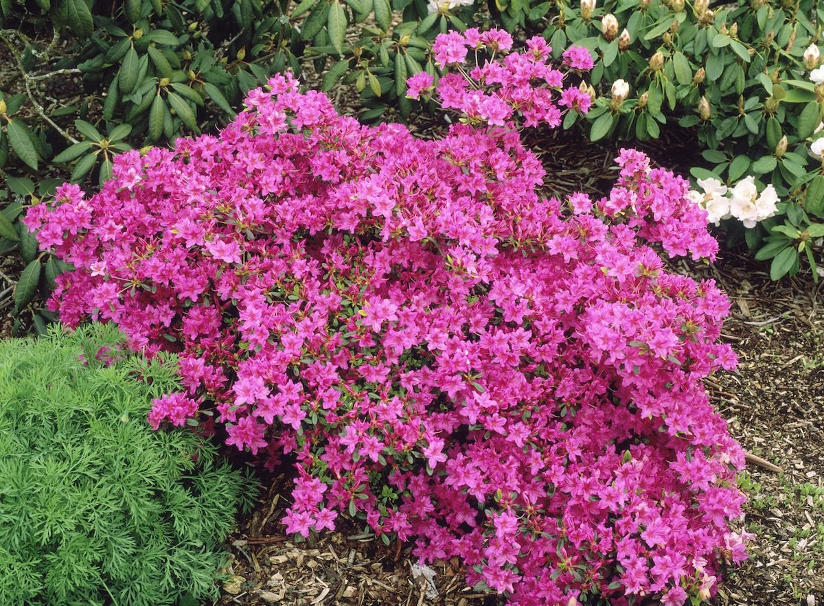 Top 10 Colorful Year-Round Shrubs and Bushes