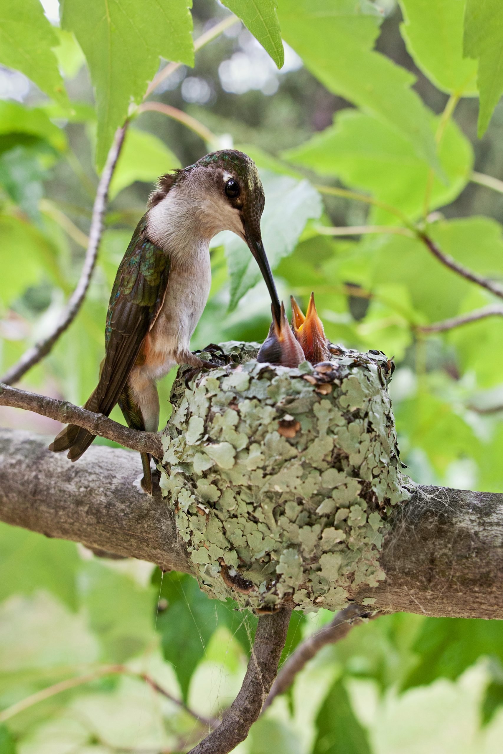 baby hummingbirds eggs