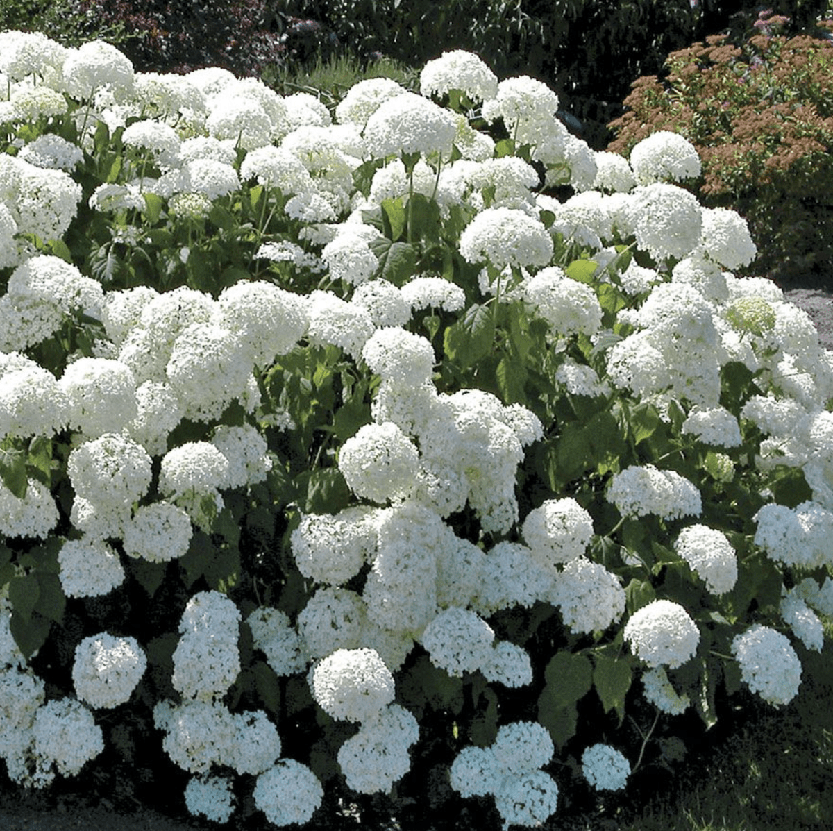 Chinese Snowball Bush Vs Hydrangea: What's the Difference?