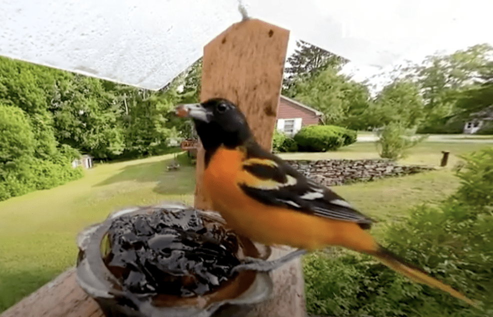 Amazing Bird Feeding Video Contest Winners