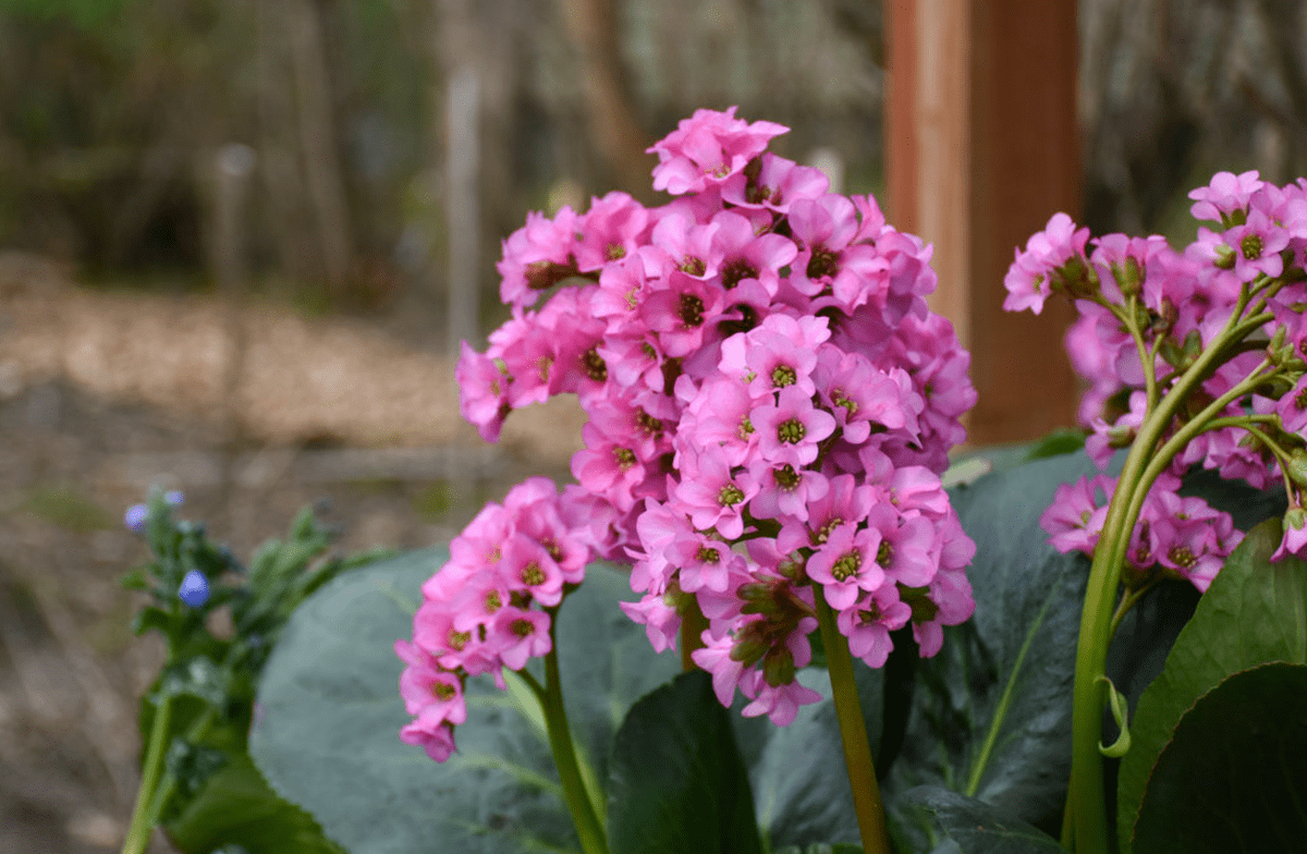 Why Is This Spring-Blooming Plant Called Pigsqueak?