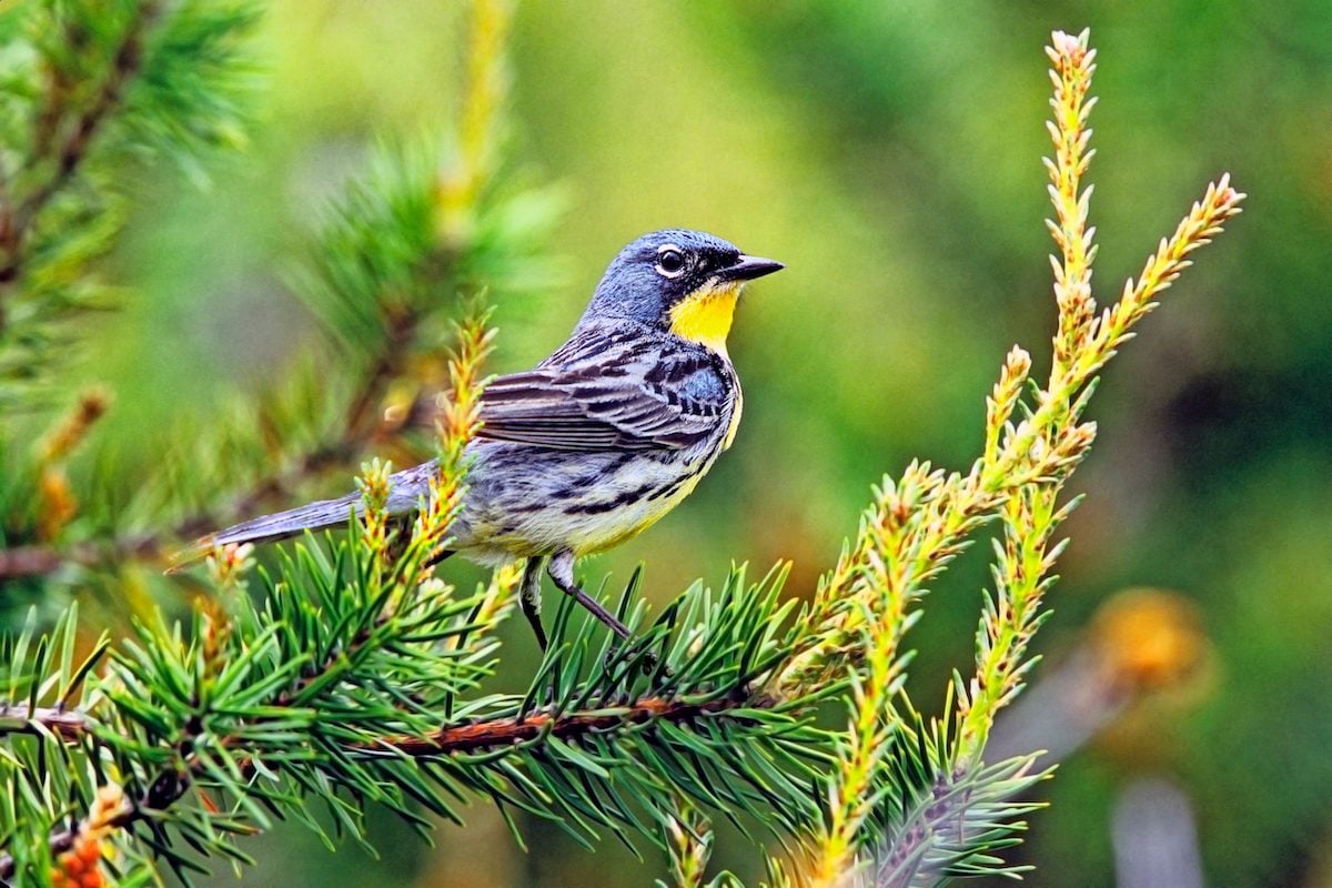 Birding - Birds and Blooms