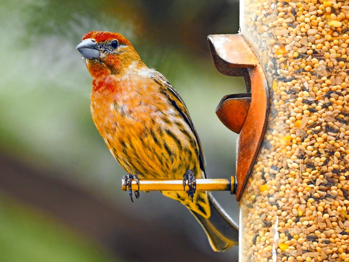 Top 12 Tips to Attract Birds to a Feeder - Birds and Blooms