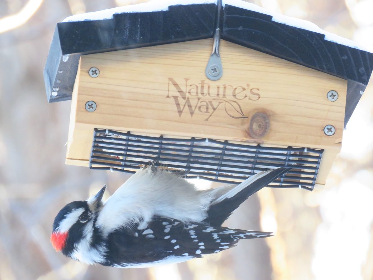 The Best Suet Feeders for Winter Birds