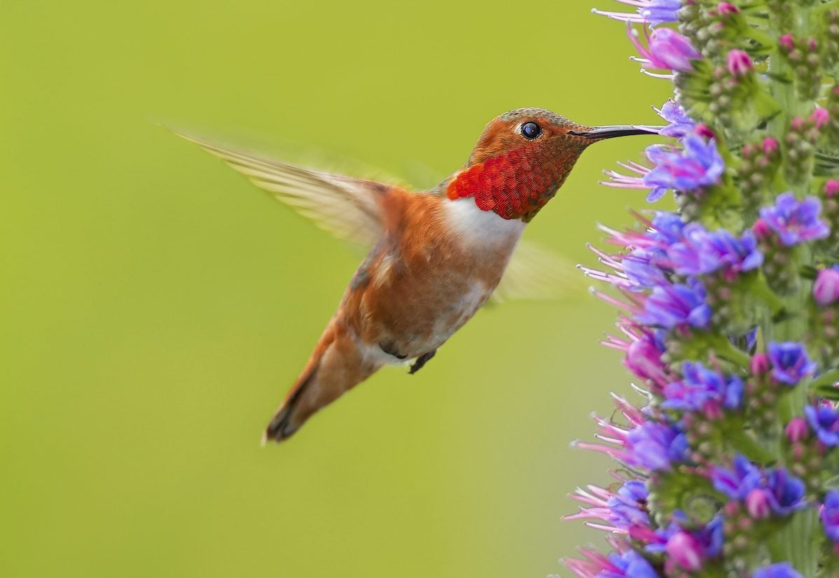 Hummingbird Anatomy: Why These Tiny Fliers Are Amazing