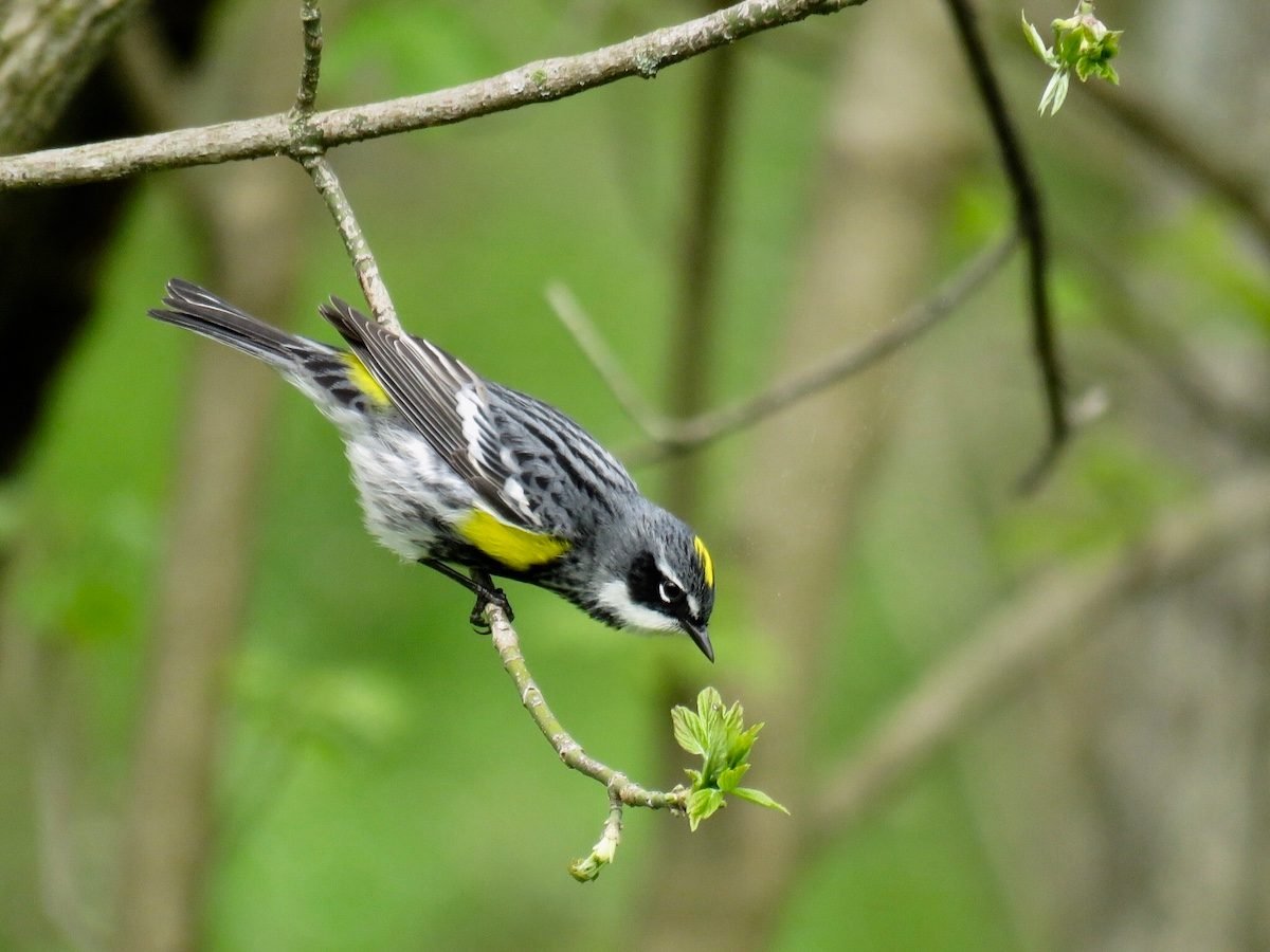 Identify and Attract a Yellow-Rumped Warbler - Birds and Blooms