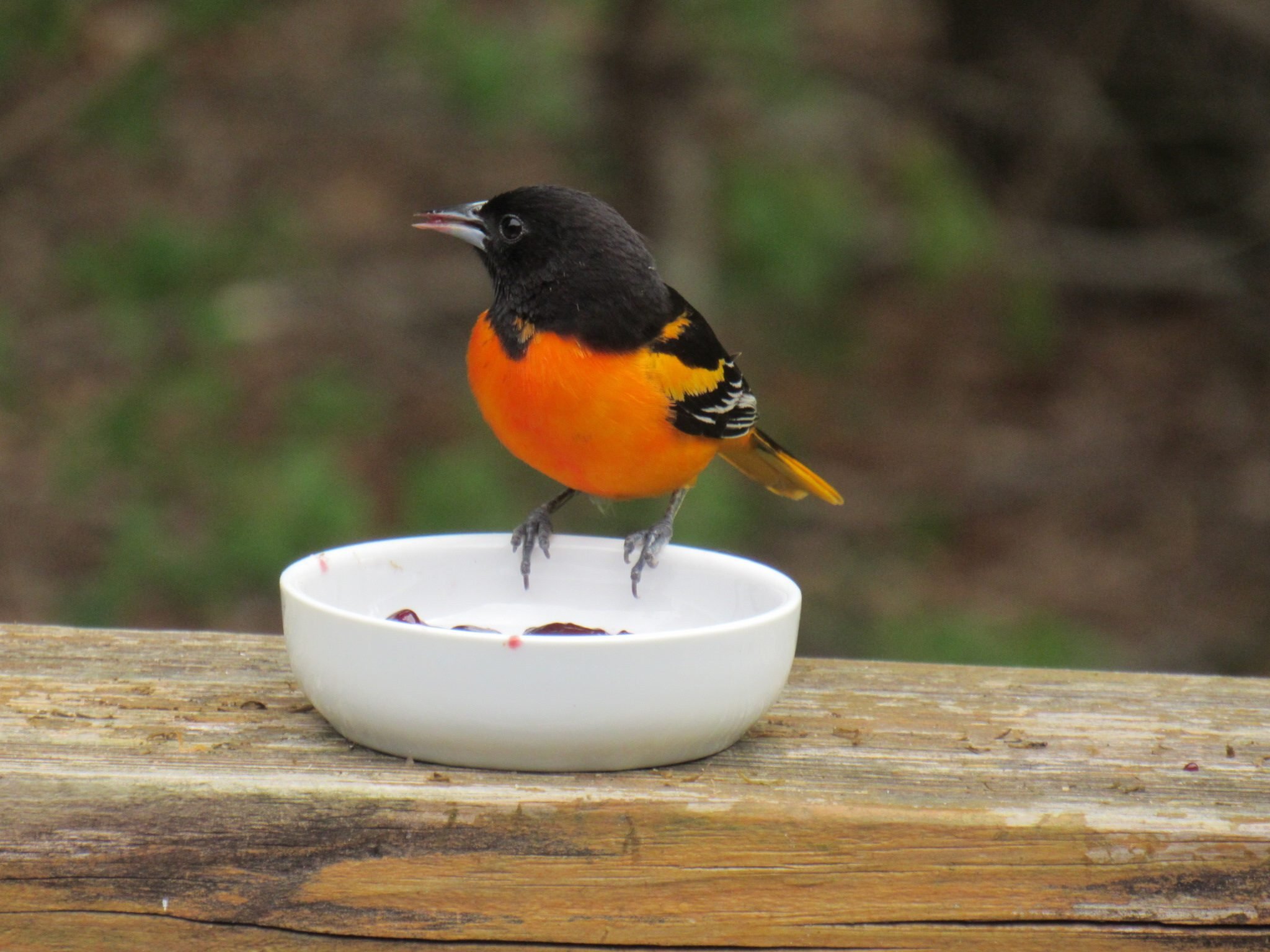 Orioles and Fruit-Loving Birds Love to Eat Grape Jelly