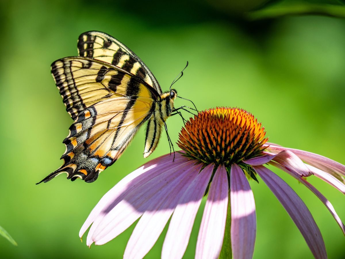 Top 10 Swallowtail Host Plants and Flowers to Grow