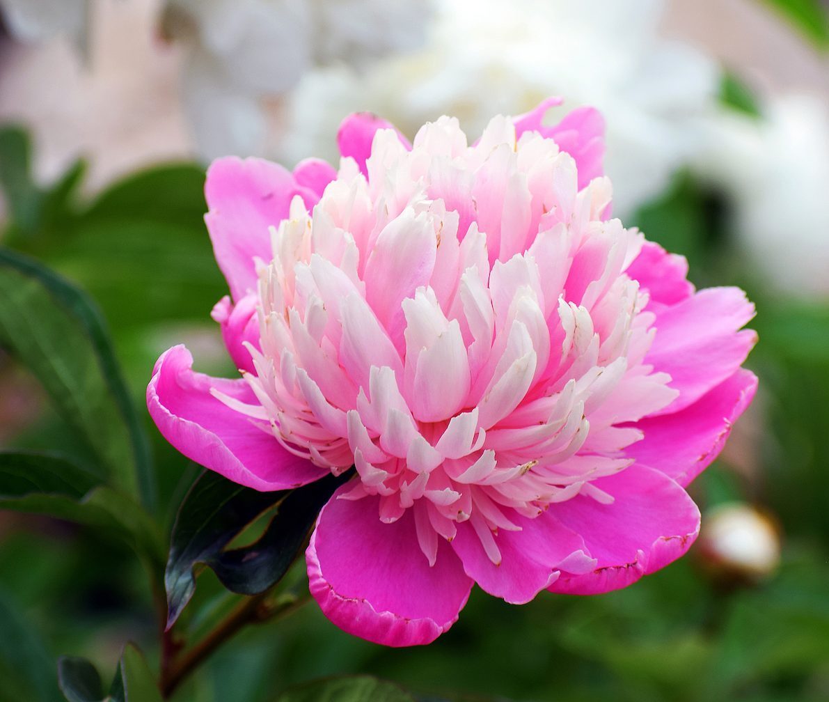 14 Pretty Pictures of Peonies in Full Bloom