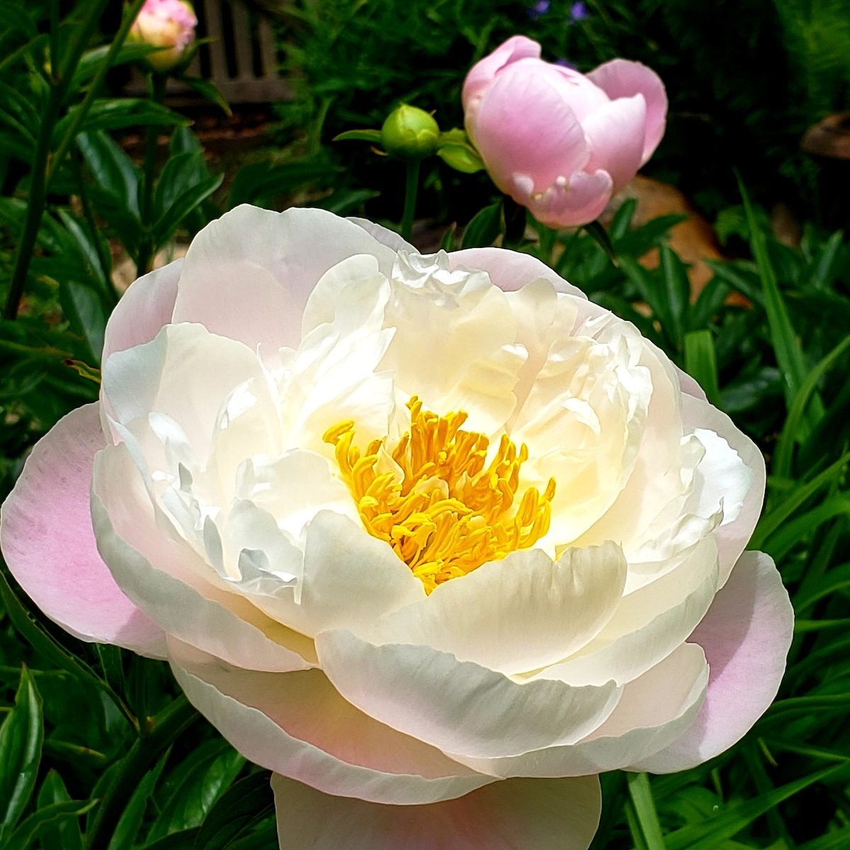 Peony Meaning: Discover the Symbolism Behind the Flower