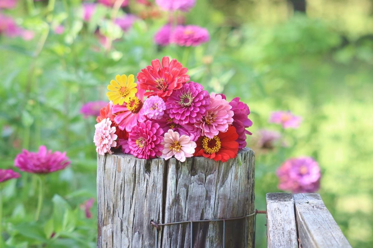 Plant Zinnia Flowers for a Rainbow of Color