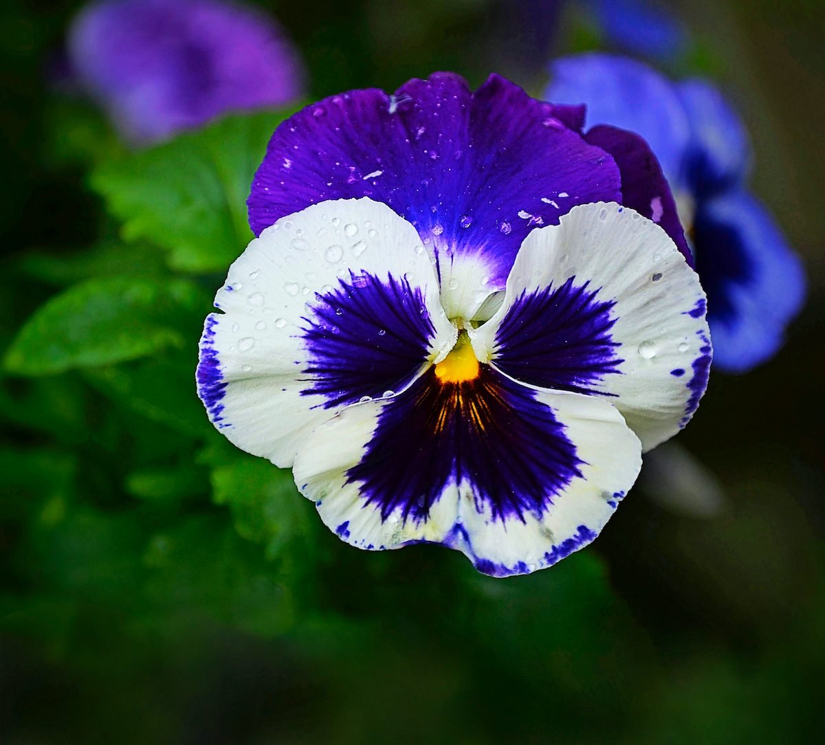 Grow Garden Pansy Flowers for Early Blooms