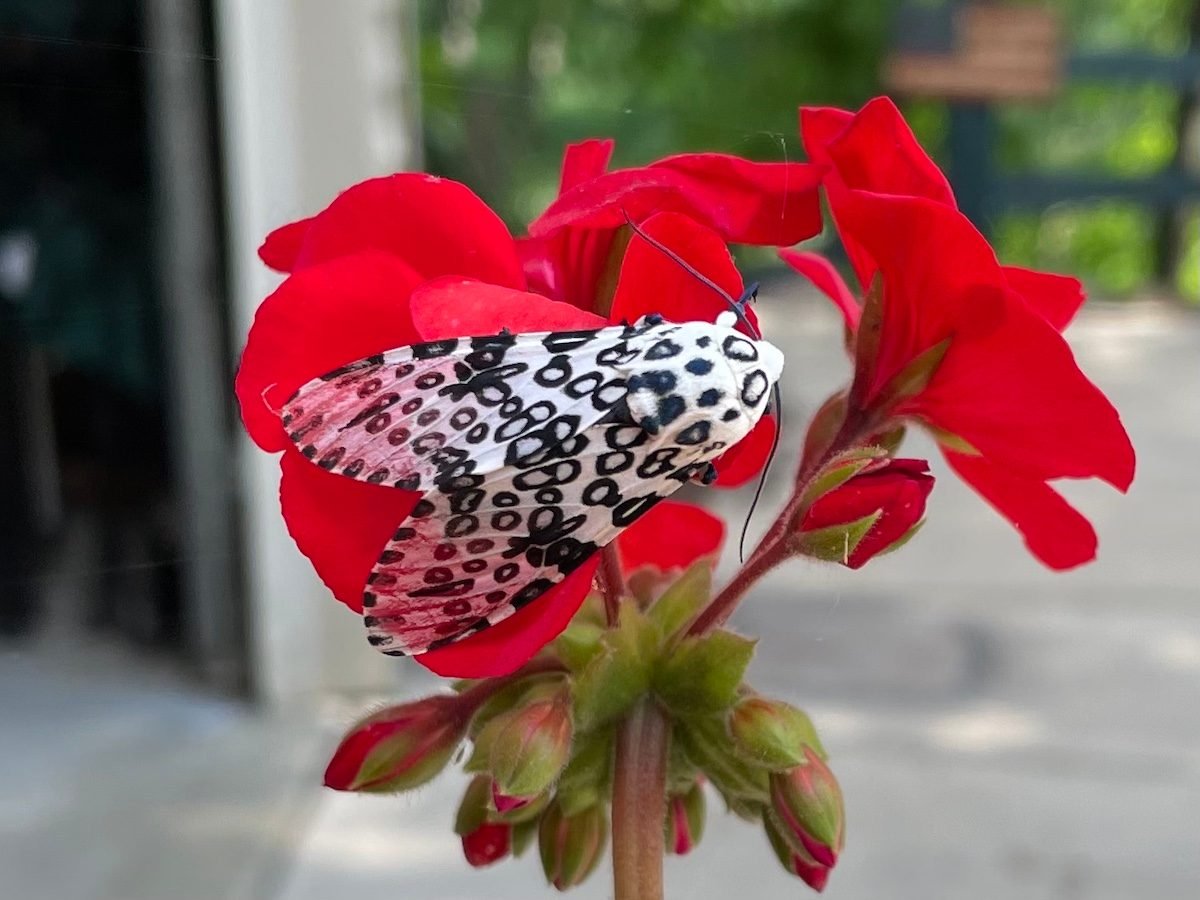 Here’s Where You Can Spot a Giant Leopard Moth