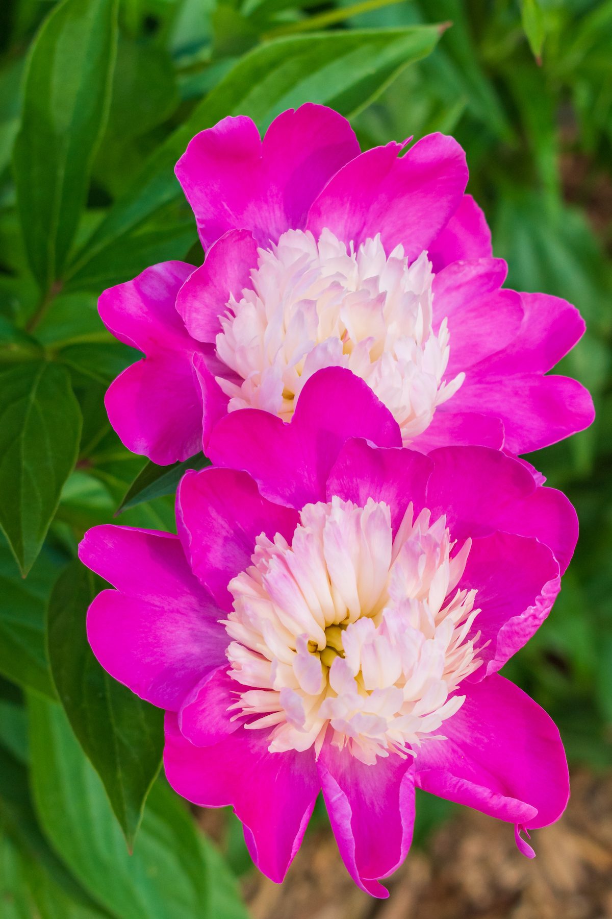 How to Choose the Best Peonies