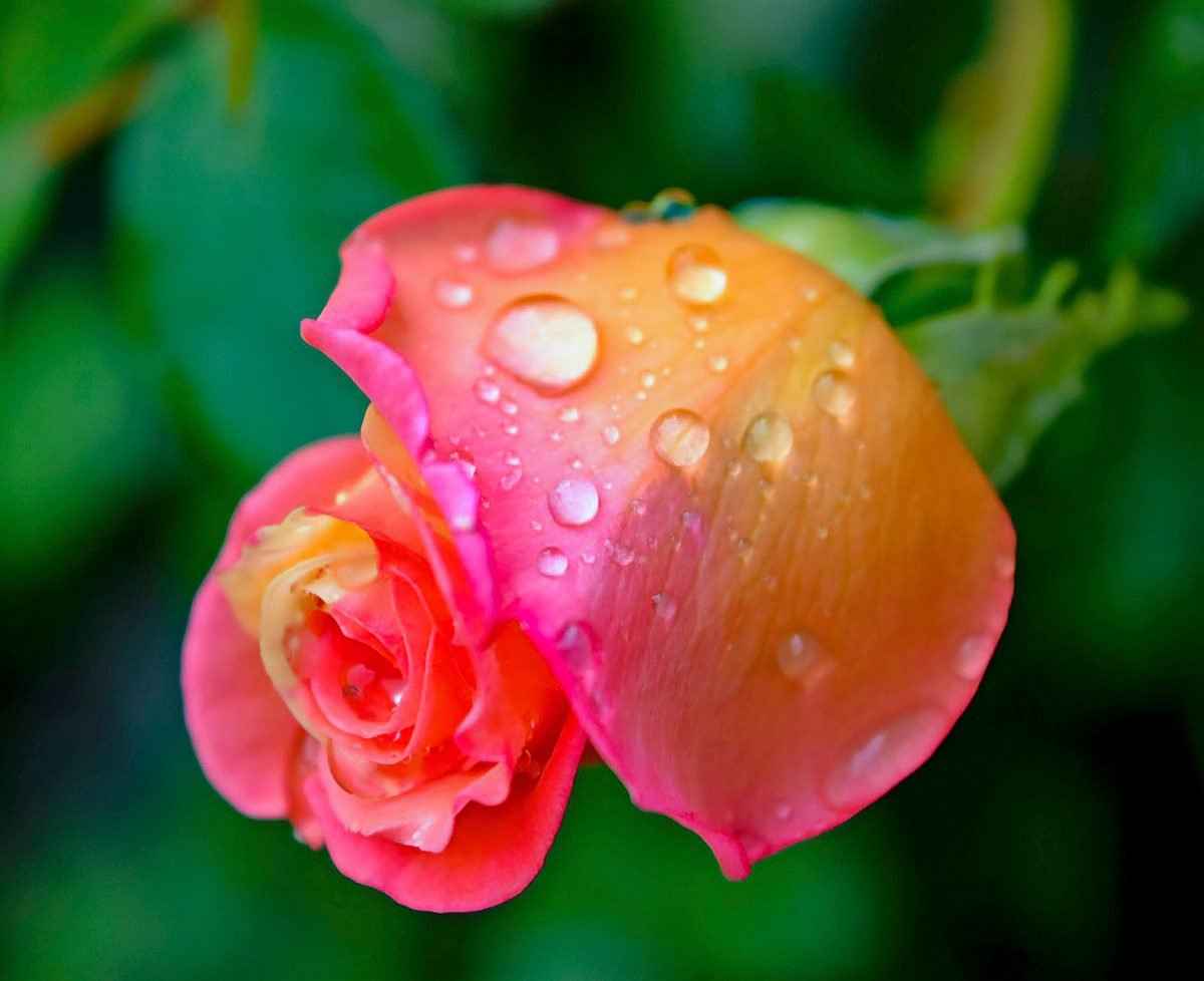 April Showers: 12 Pictures of Flowers With Raindrops