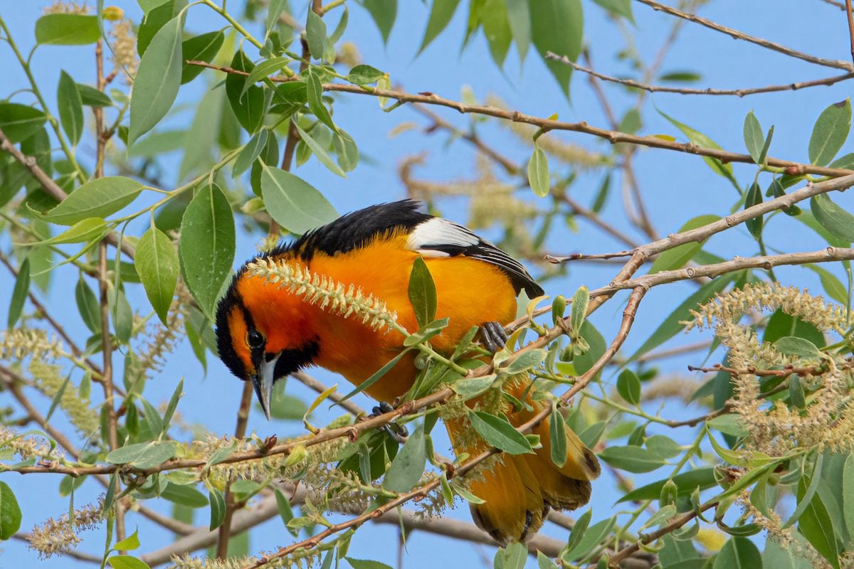 How to Identify a Bullock's Oriole