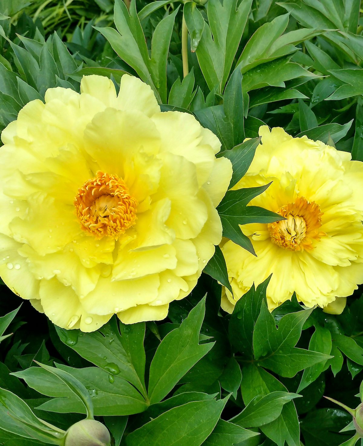Choose the Best Types of Peonies for Your Garden