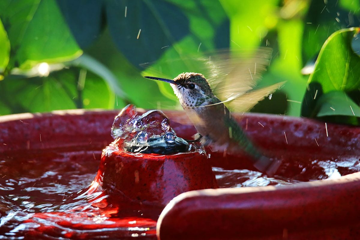 How You Can Help Hummingbirds in Extremely Hot Weather