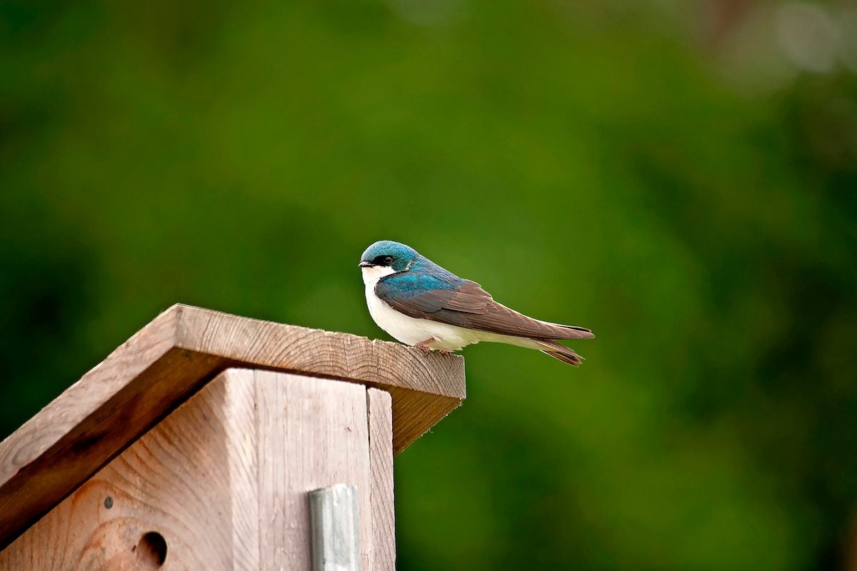 Be a Bird Landlord With Unique Birdhouses - Birds and Blooms