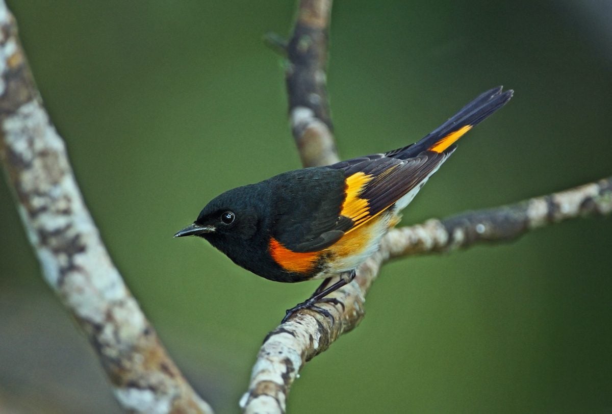 How to Identify an American Redstart