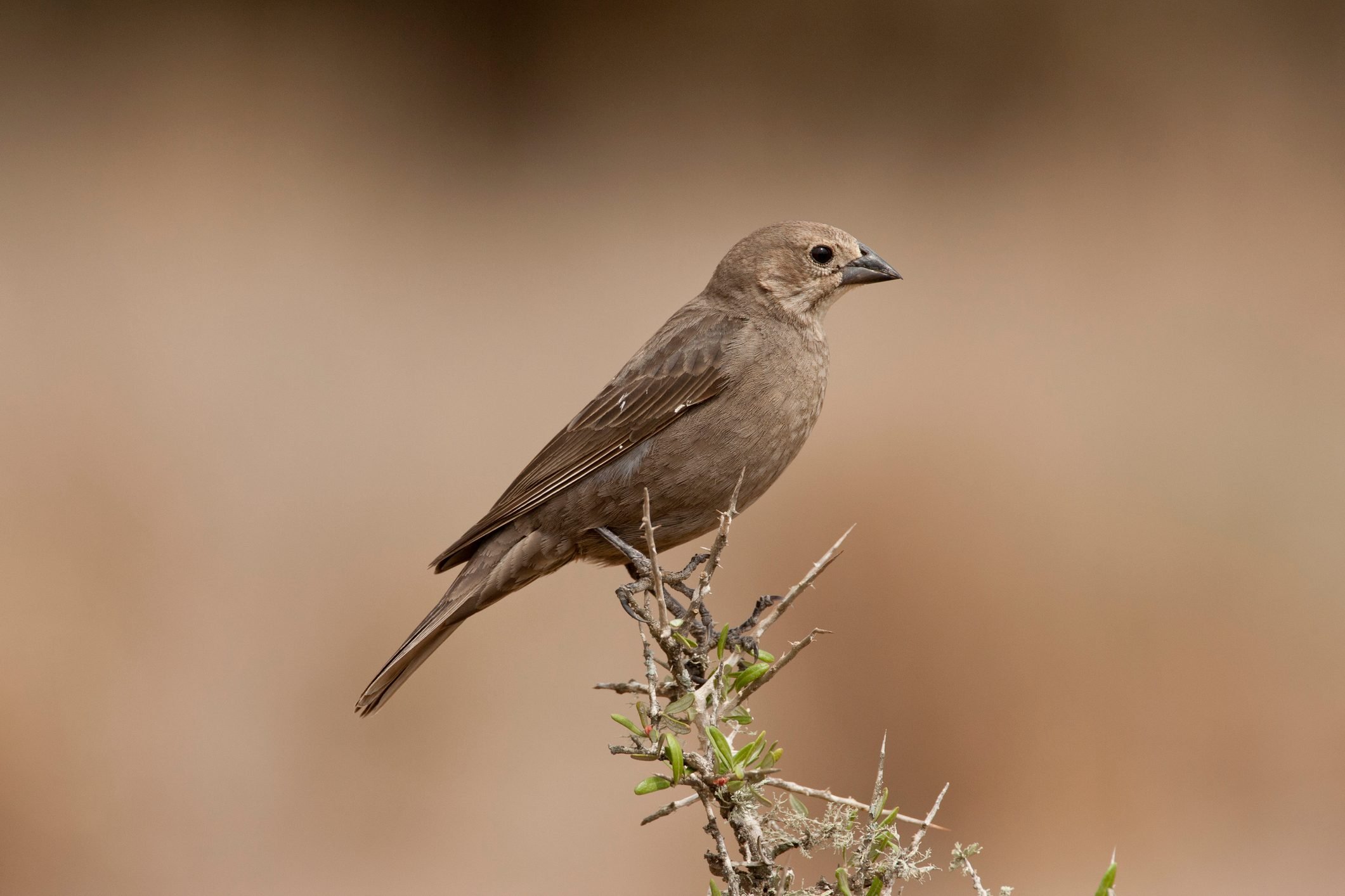 Female Cowbird: Notorious Nest Invaders