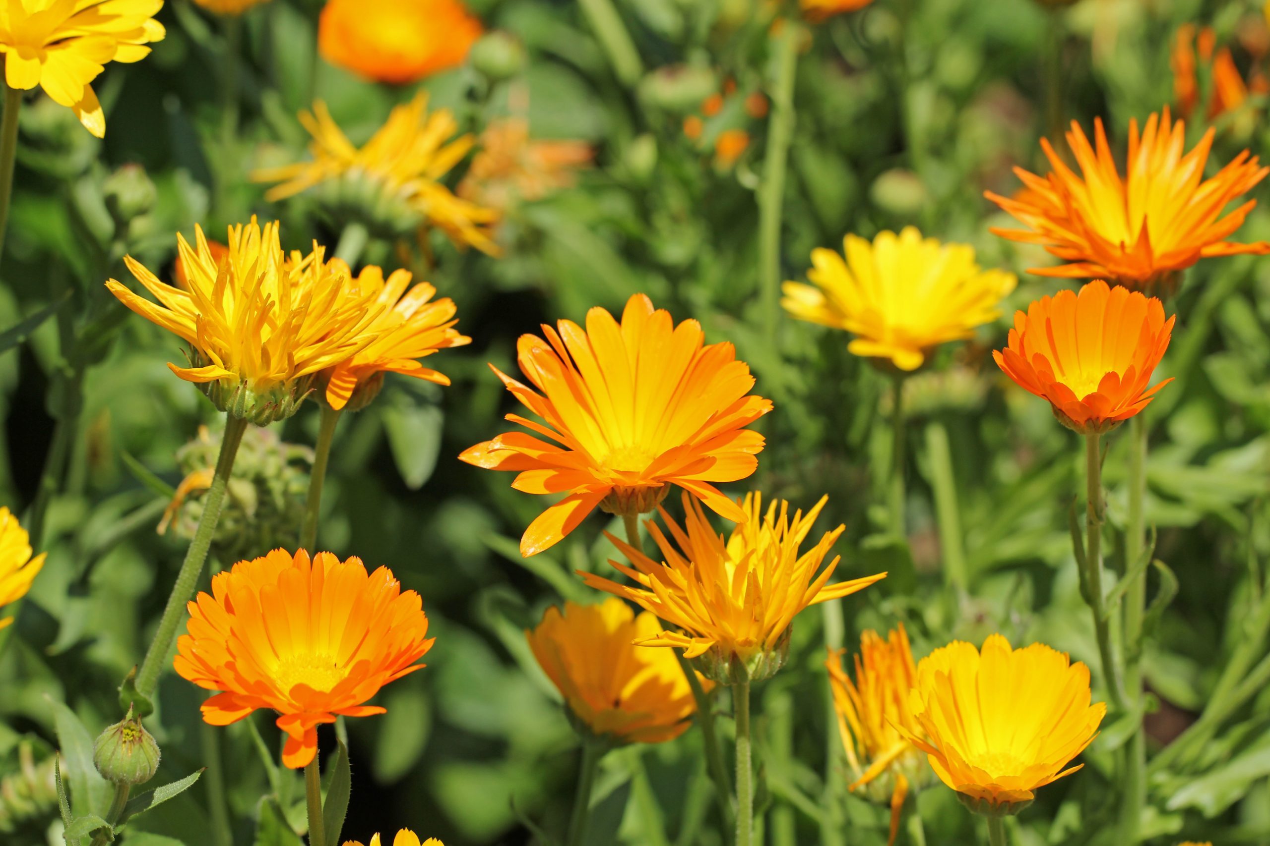 Calendula vs Marigold: What's the Difference?