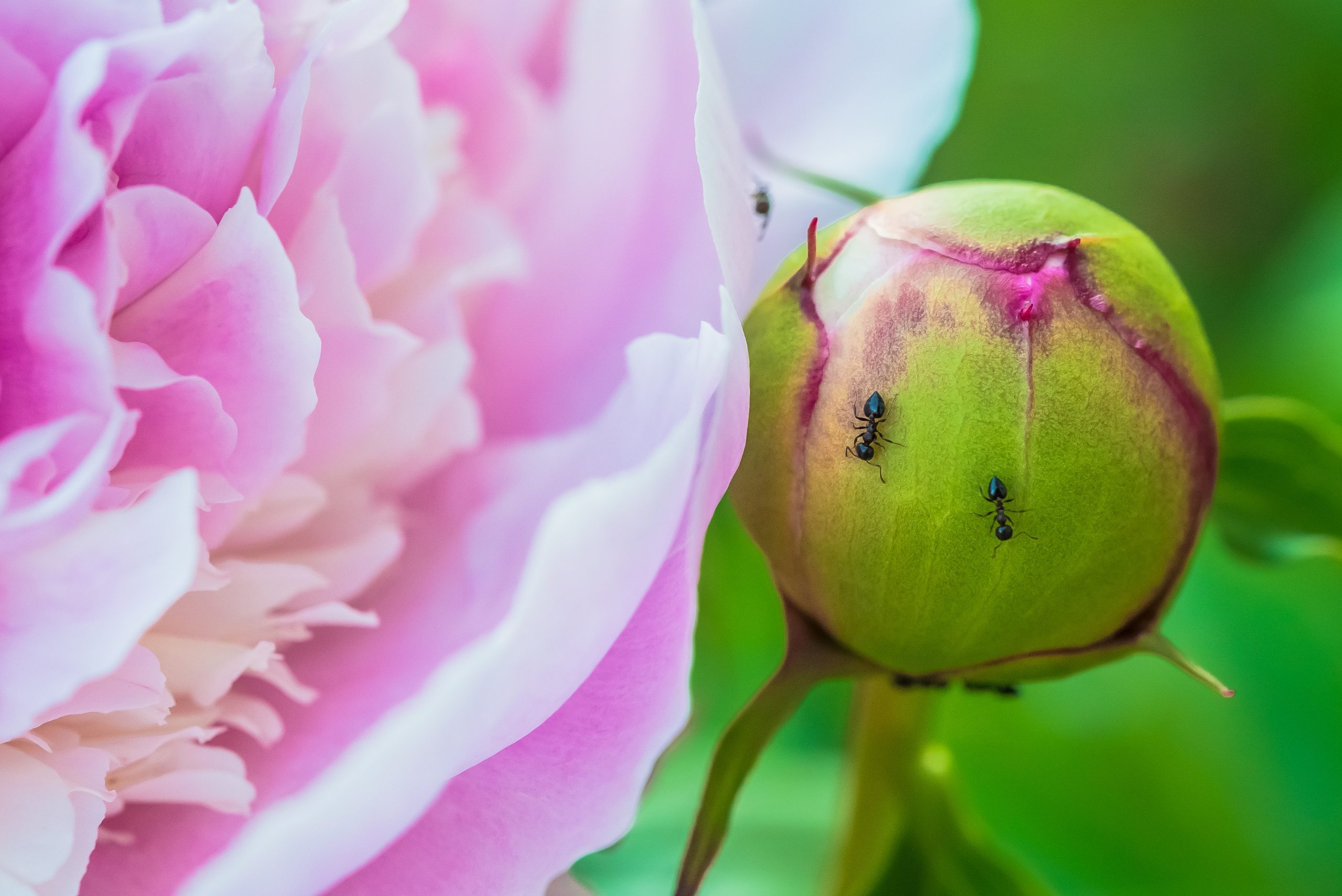 Do Peonies Need Ants to Bloom?