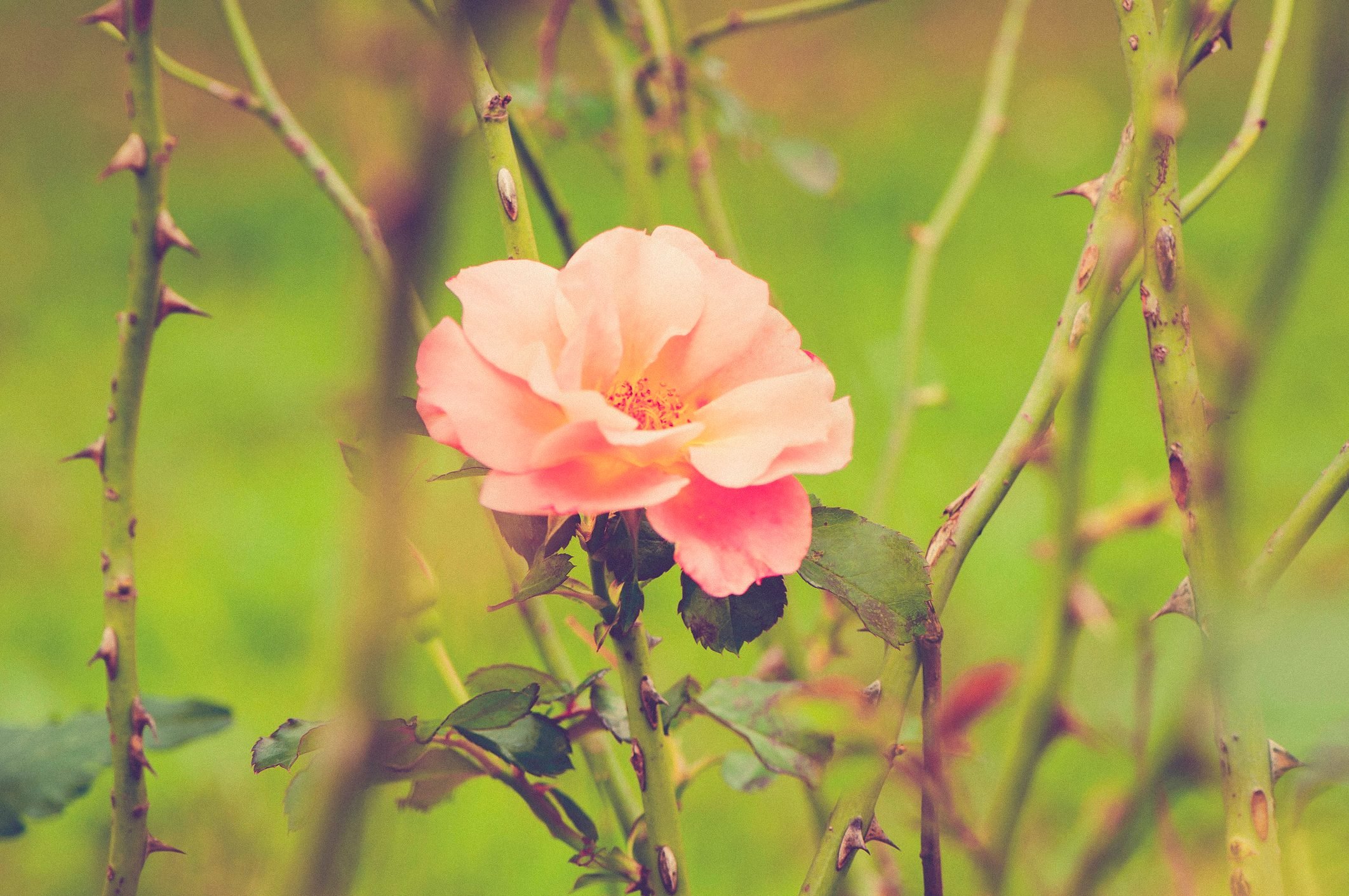 Roses Not Blooming? Here's What to Do
