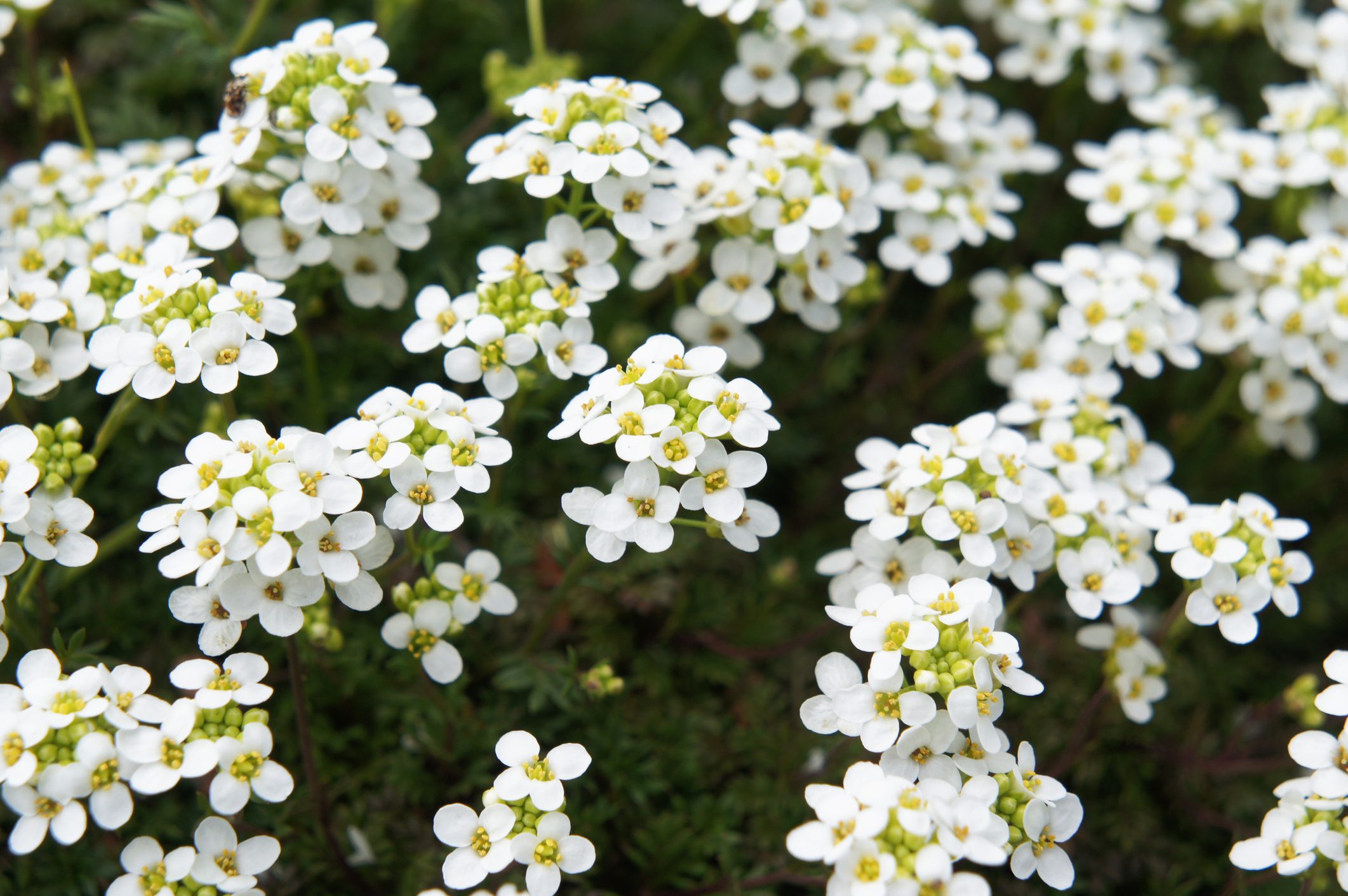 Add Sweet Alyssum to Spring Containers
