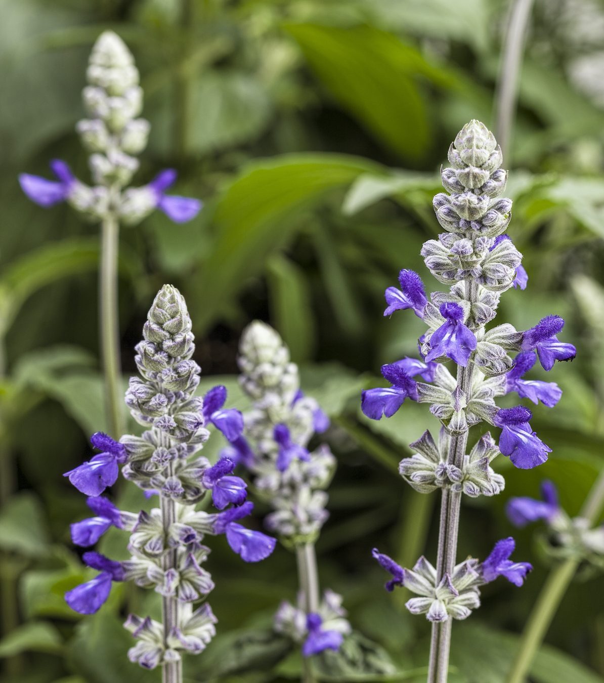 Attract a Crowd of Hummingbirds to Playin' the Blues Salvia