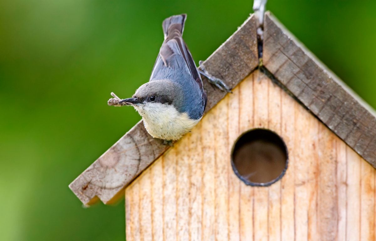 Be a Bird Landlord With Unique Birdhouses - Birds and Blooms