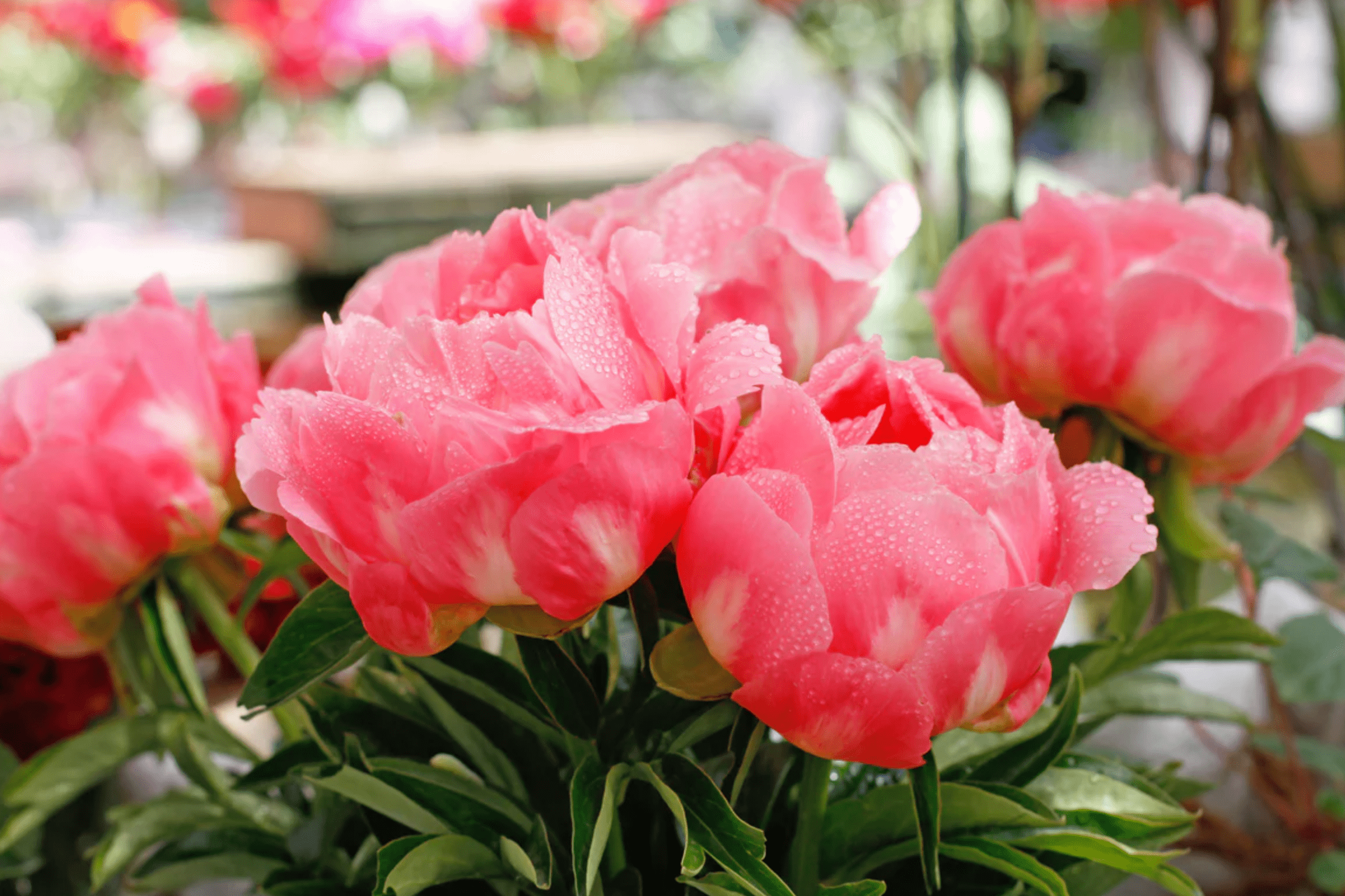 6 Gorgeous Peony Colors to Grow in Your Garden