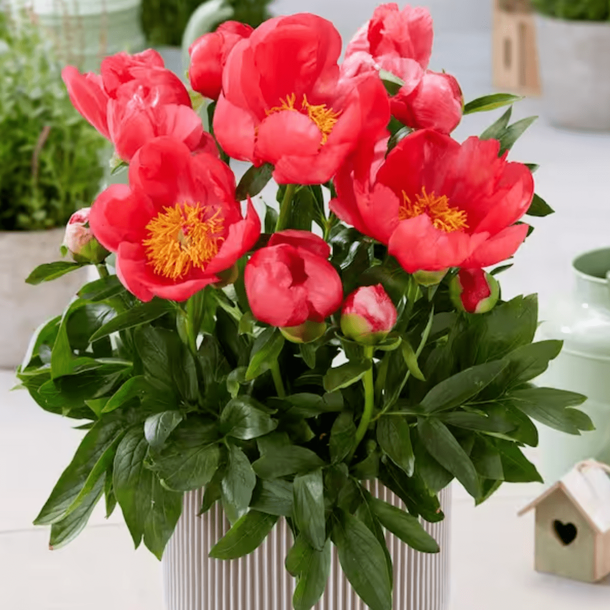 Your Guide to Growing Peonies in Pots and Containers