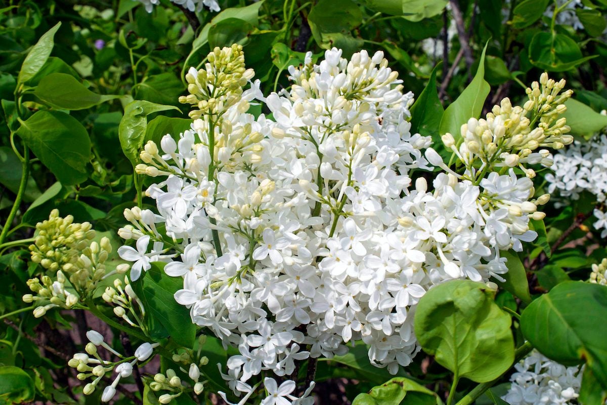 New Age White Lilac Is a Fresh Update on a Classic Shrub