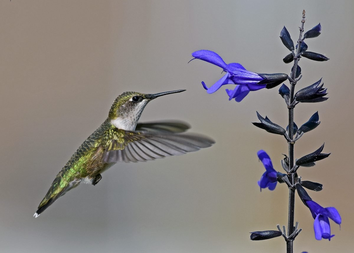 Grow Late Summer and Fall Flowers for Hummingbirds