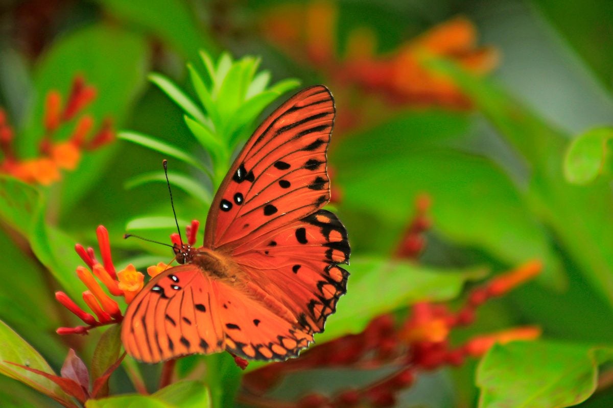 Attract Gulf Fritillary Butterflies With Their Favorite Plants