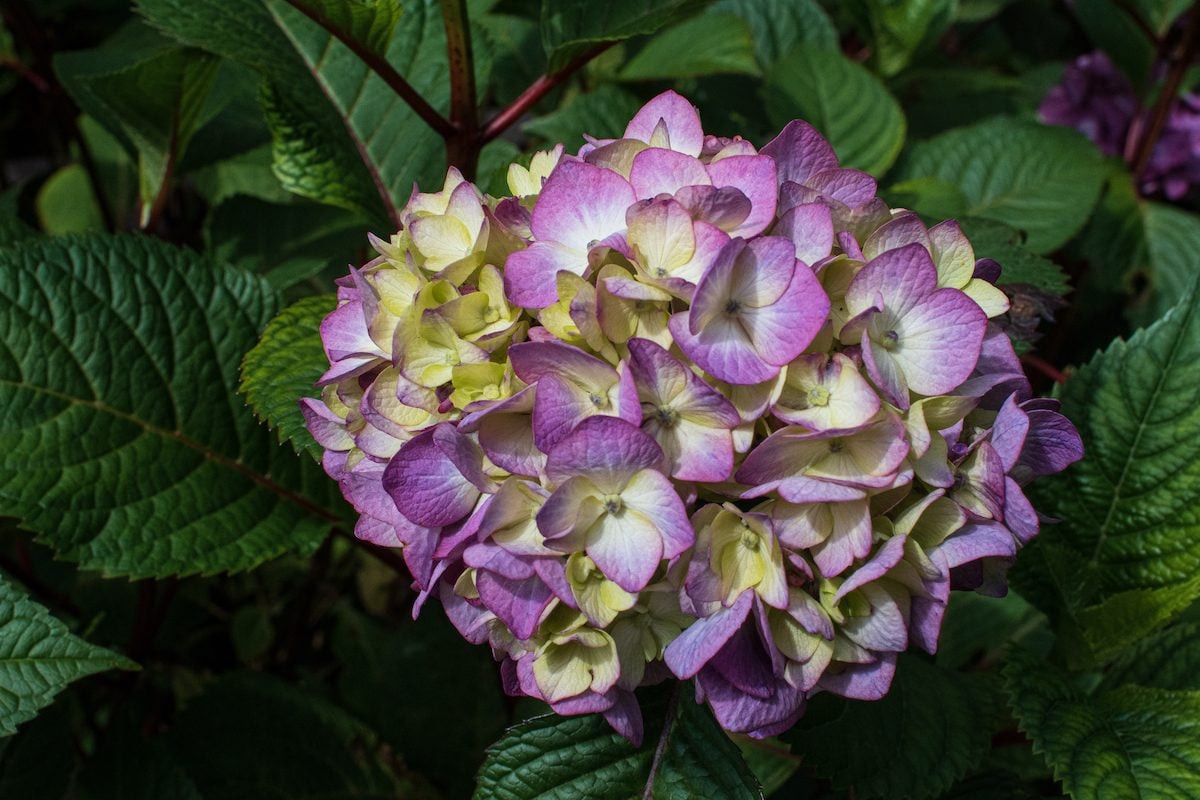 Does a Hydrangea Flower Have Special Meaning?