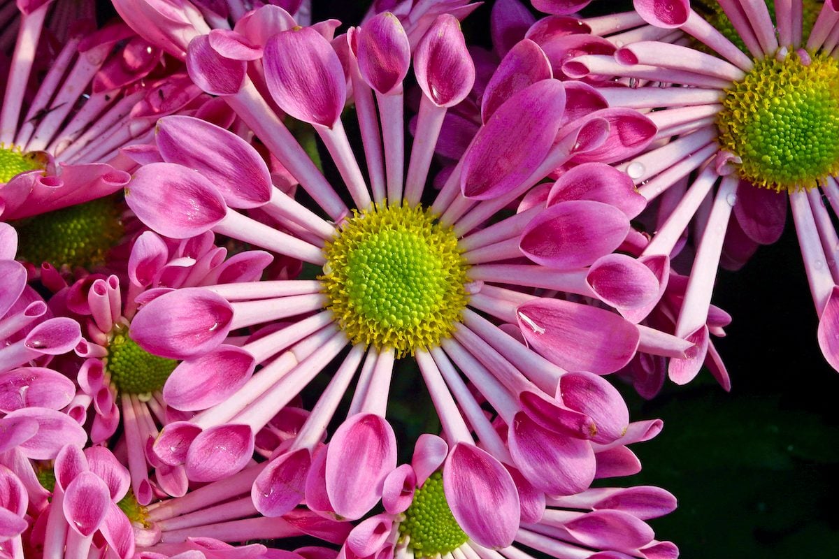 25 Beautiful Flowers to Inspire Your Dream Garden