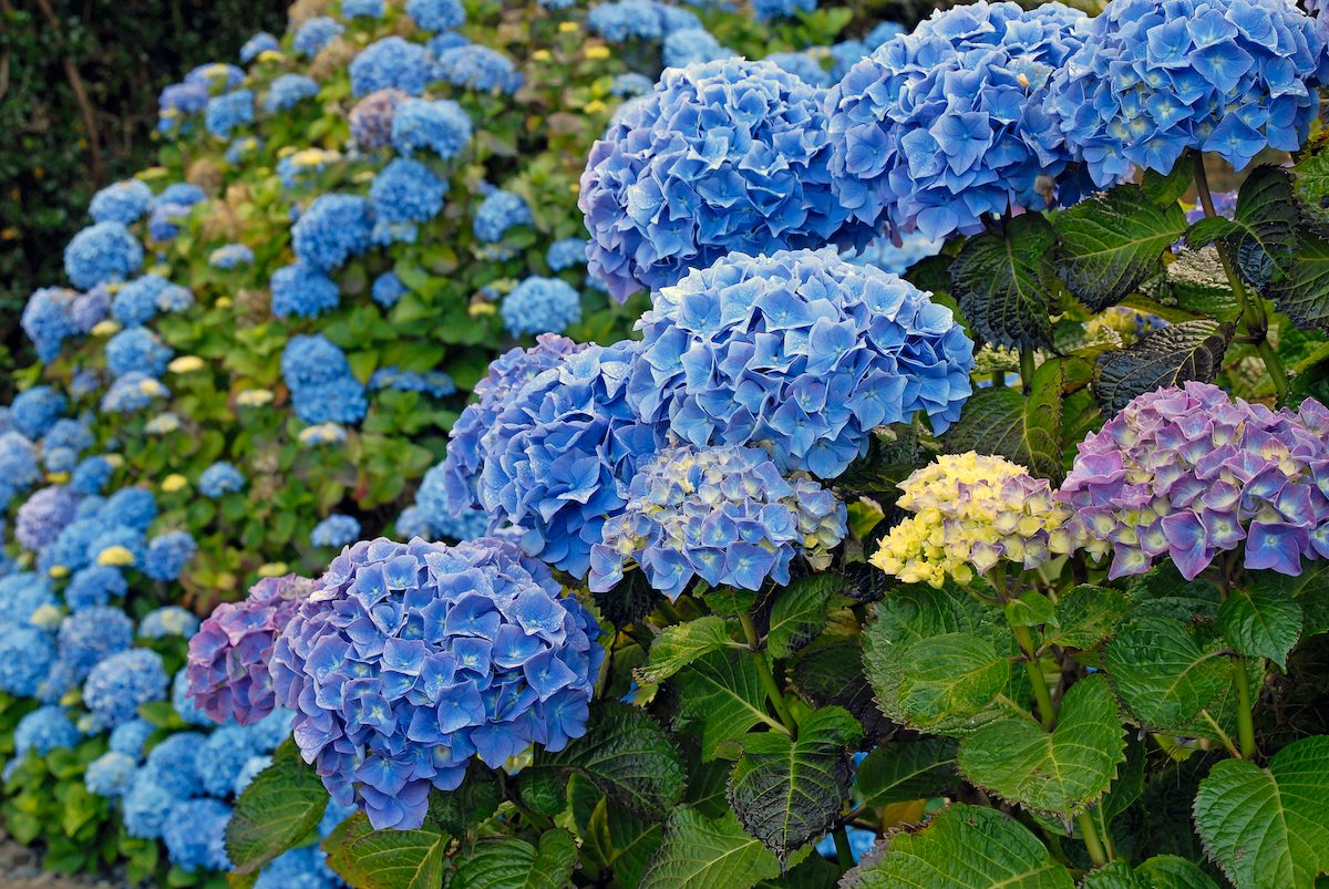 Does a Hydrangea Flower Have Special Meaning? - Birds and Blooms